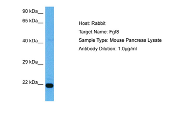 FGF8 Rabbit Polyclonal Antibody