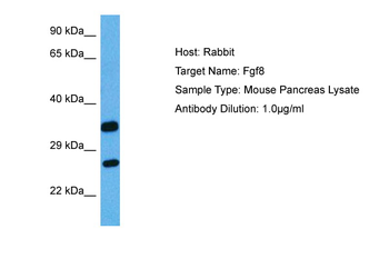 FGF8 Rabbit Polyclonal Antibody