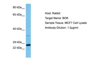 BOK Rabbit Polyclonal Antibody