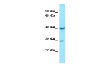 NAGA Rabbit Polyclonal Antibody