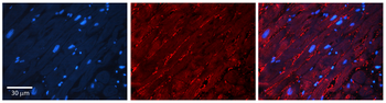 TOR1A Rabbit Polyclonal Antibody