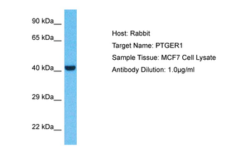 PTGER1 Rabbit Polyclonal Antibody