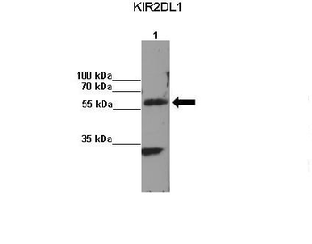 KIR2DL1 Rabbit Polyclonal Antibody