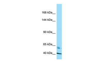 RADIL Rabbit Polyclonal Antibody