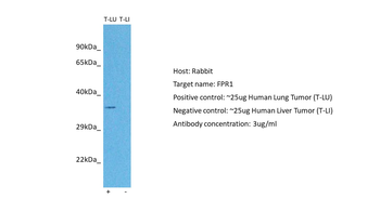 FPR1 Rabbit Polyclonal Antibody