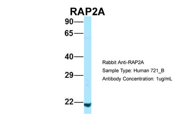 RAP2A Rabbit Polyclonal Antibody