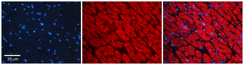 DPP9 Rabbit Polyclonal Antibody