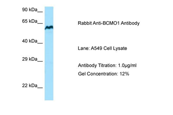 BCO1 Rabbit Polyclonal Antibody