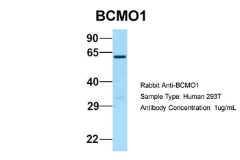 BCO1 Rabbit Polyclonal Antibody