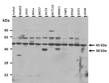 STAC Rabbit Polyclonal Antibody