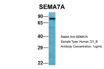 SEMA7A Rabbit Polyclonal Antibody