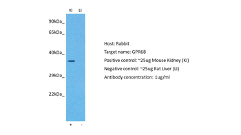 GPR68 Rabbit Polyclonal Antibody