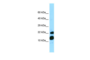 MRFAP1 Rabbit Polyclonal Antibody