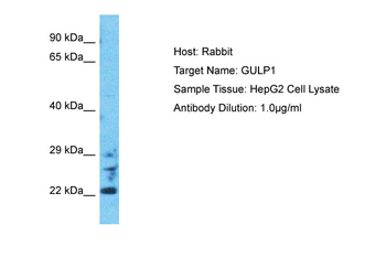 GULP1 Rabbit Polyclonal Antibody