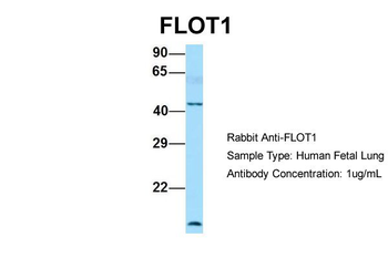 FLOT1 Rabbit Polyclonal Antibody