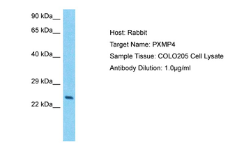 PXMP4 Rabbit Polyclonal Antibody
