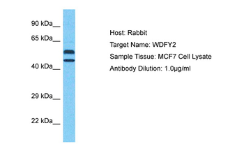 WDFY2 Rabbit Polyclonal Antibody