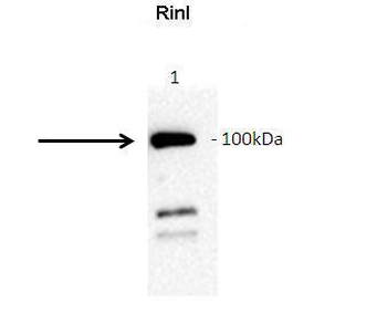 RINL Rabbit Polyclonal Antibody