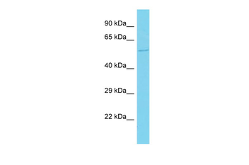 FAM117A Rabbit Polyclonal Antibody