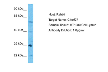HPF1 Rabbit Polyclonal Antibody