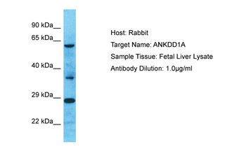 ANKDD1A Rabbit Polyclonal Antibody