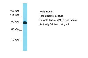 EFR3B Rabbit Polyclonal Antibody