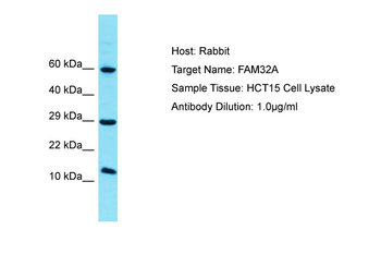 FAM32A Rabbit Polyclonal Antibody