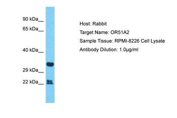 OR51A2 Rabbit Polyclonal Antibody