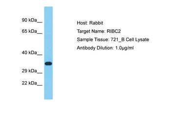 RIBC2 Rabbit Polyclonal Antibody