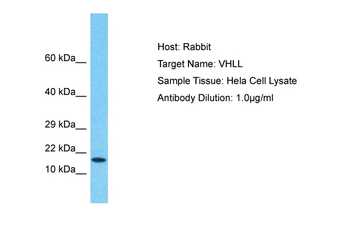VHLL Rabbit Polyclonal Antibody