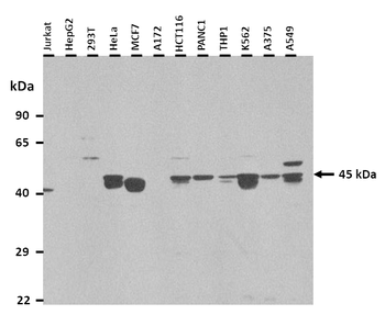 XKR8 Rabbit Polyclonal Antibody
