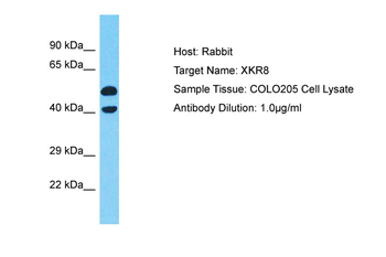XKR8 Rabbit Polyclonal Antibody