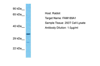 FAM189A1 Rabbit Polyclonal Antibody