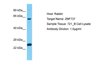 ZNF737 Rabbit Polyclonal Antibody