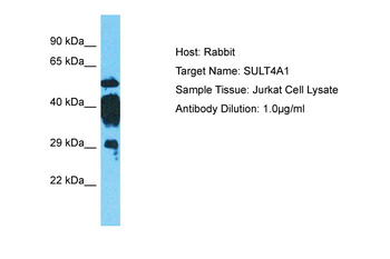 SULT4A1 Rabbit Polyclonal Antibody