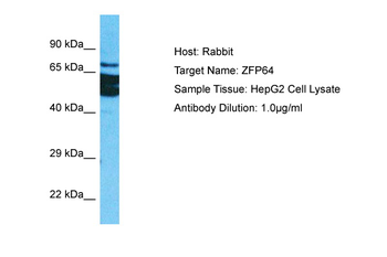 ZFP64 Rabbit Polyclonal Antibody