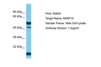 AKAP14 Rabbit Polyclonal Antibody