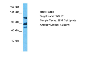 WDHD1 Rabbit Polyclonal Antibody