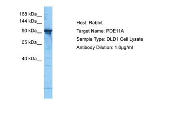 PDE11A Rabbit Polyclonal Antibody