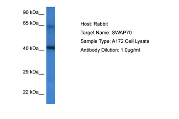 SWAP70 Rabbit Polyclonal Antibody