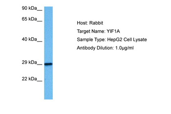 YIF1A Rabbit Polyclonal Antibody