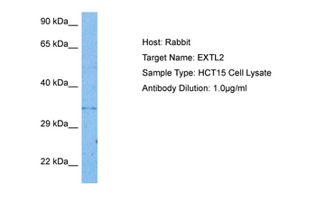 EXTL2 Rabbit Polyclonal Antibody