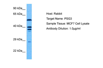PSG3 Rabbit Polyclonal Antibody