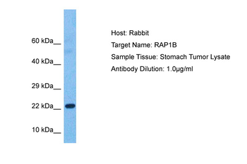 RAP1B Rabbit Polyclonal Antibody