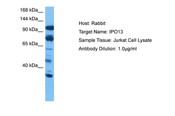 IPO13 Rabbit Polyclonal Antibody