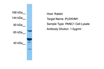 PLEKHM1 Rabbit Polyclonal Antibody