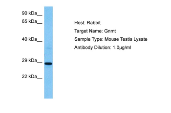 GNMT Rabbit Polyclonal Antibody