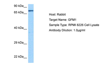 GFM1 Rabbit Polyclonal Antibody