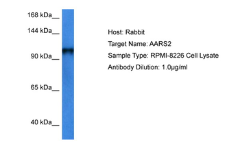 AARS2 Rabbit Polyclonal Antibody