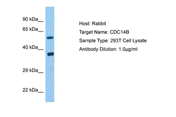 CDC14B Rabbit Polyclonal Antibody